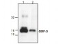 GDF-3 Antibody